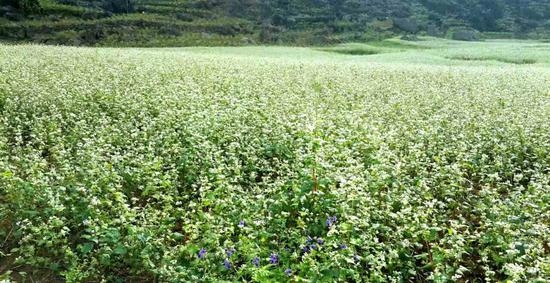 隆安：荞麦花开白如雪 赏花踏青正当时