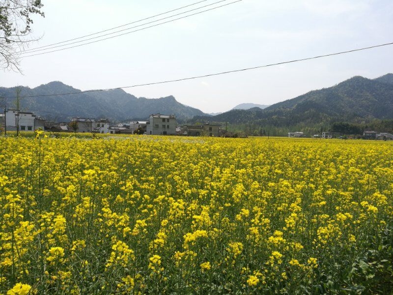 松子是松树的种子，又称海松子。松子含脂肪、蛋白质、碳水化合物等。松子既是重要的中药，久食健身心，滋润皮肤，延年益寿，也有很高的食疗价值。