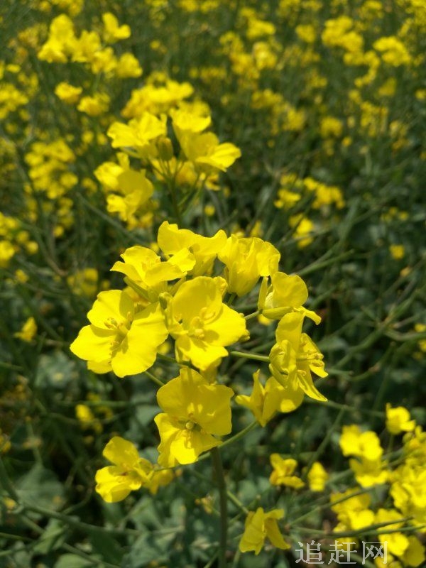 花溪地休闲农业体验园，是由沈阳花溪地温泉度假庄园有限公司和沈阳神舟腾飞农业科技有限公司联合投资兴建的。