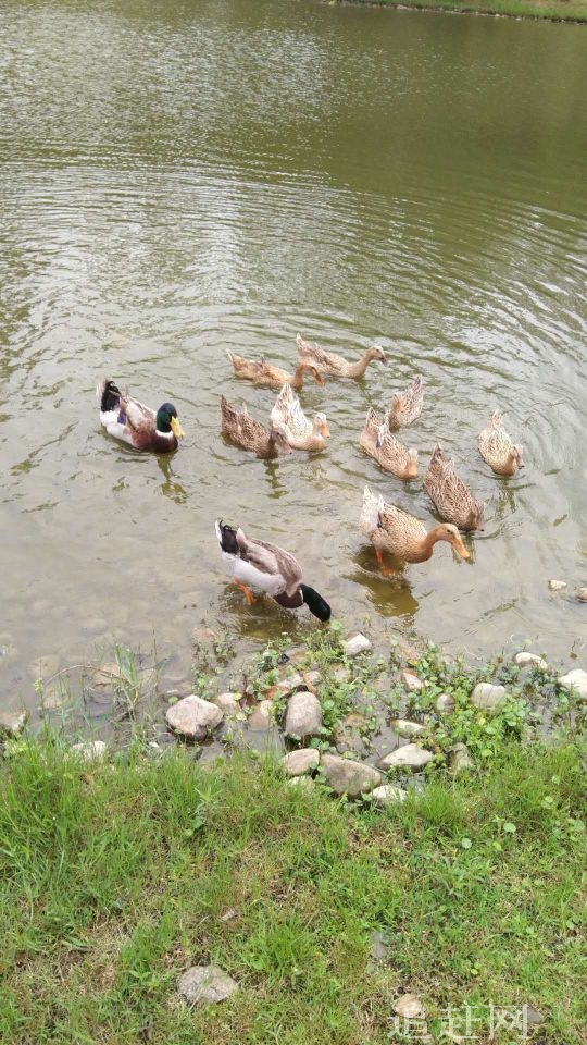 沈阳仙子湖风景旅游度假区位于沈阳市区西45公里处的新民市前当堡镇境内，景区内湖水清澈、翠鸟翱翔、荷花映日、芦苇茫茫。