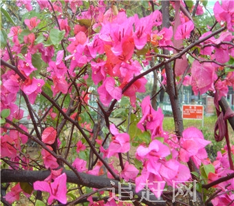 珍宝岛湿地自然保护区位于黑龙江省虎林市东部，完达山南麓，以乌苏里江为界与俄罗斯联邦隔水相望,是三江平原沼泽湿地集中分布地区，总面积4.45万公顷。