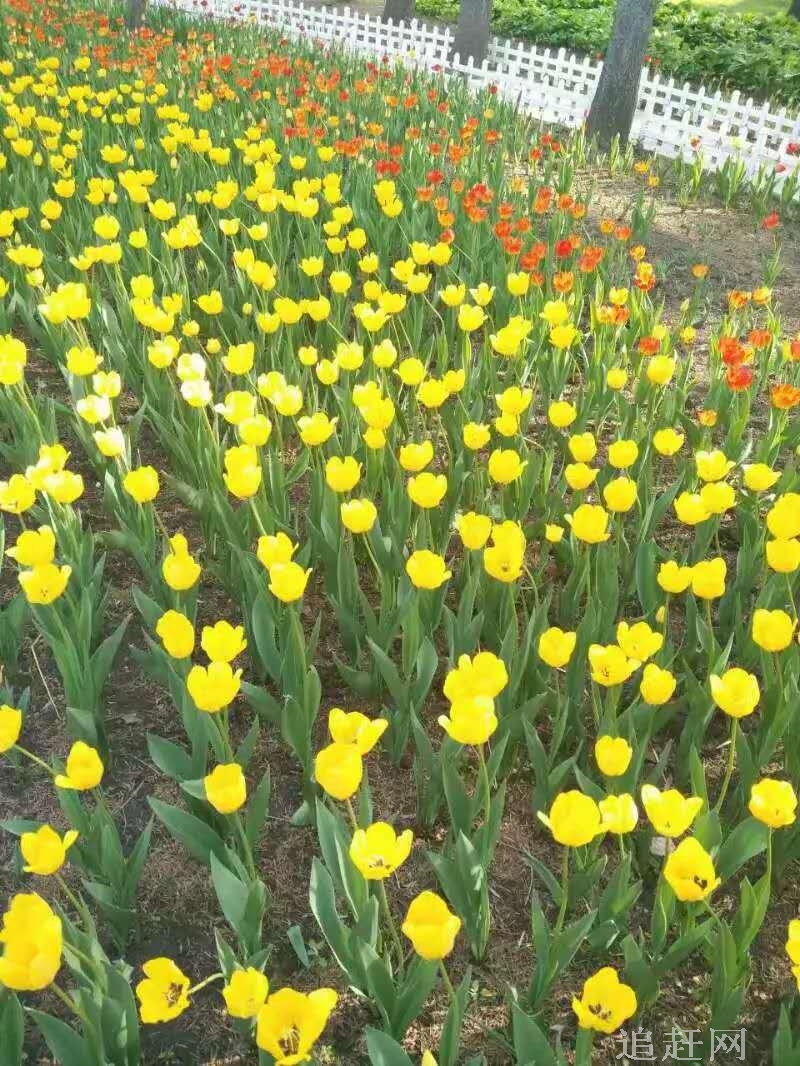 大菩提寺位于黑龙江双鸭山市集贤县，大菩提寺现任住持正修法师，黑龙江省双鸭山市佛教协会会长，双鸭山市政协委员。