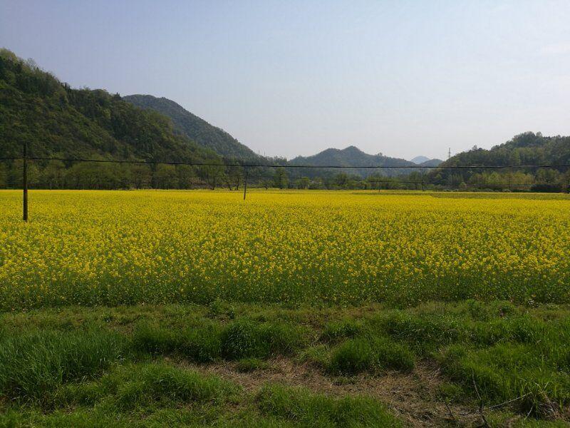 西平采摘园位于台安县西平林场北，西平森林公园两侧。该园建于2006年，占地面积3000多亩，共有十一个园。