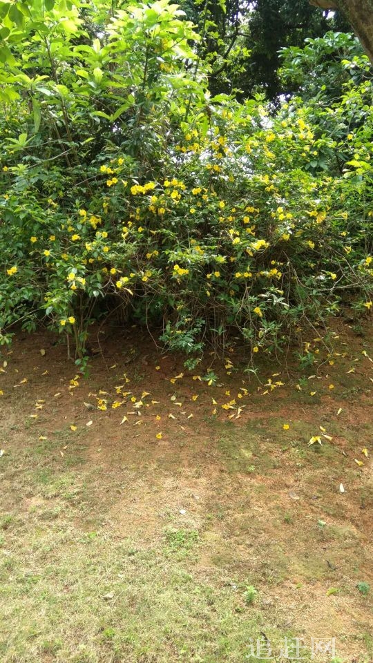 黑瞎子岛湿地公园位于黑瞎子岛西侧，是为了保护-湿地的原生动植物与生态环境而建设的。公园以水和湿地景观为主体，通过木栈道的形式组织游览线路。