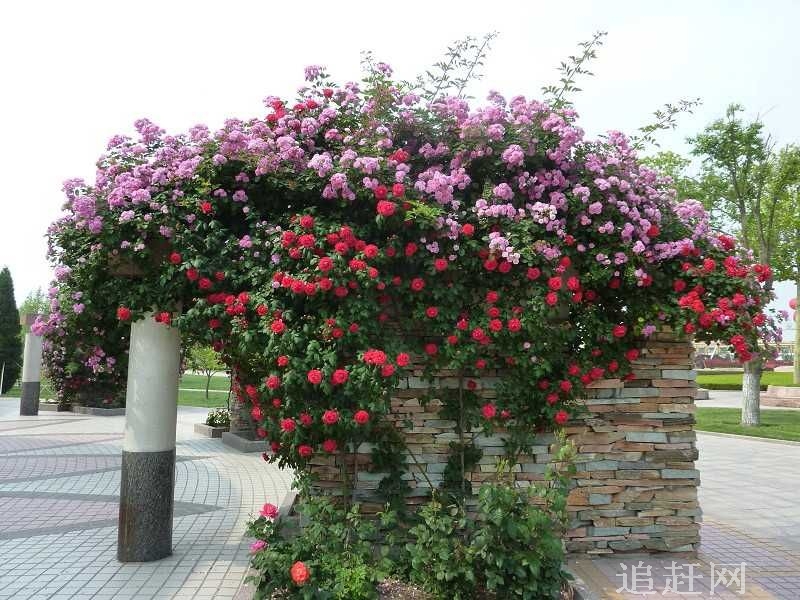 愿海寺，三江第一寺，是黑龙江省**佛教寺院之一。建筑风格古朴典雅，宏伟壮观，这里群山环抱，碧水萦阶，“楼宇共山水一色、钟鼓伴松涛齐鸣”。建筑群与自然景色交相辉映，相得益彰。