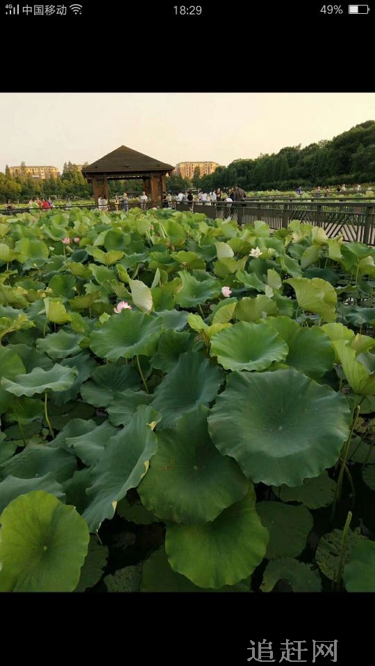 辽河口红海滩旅游区位于盘锦市辽河右岸，有一处**的**级自然保护区——双台河口自然保护区。在渤海之滨的这块120万亩的湿地苇丛中，栖息着丹顶鹤、黑嘴鸥等260多种鸟类。