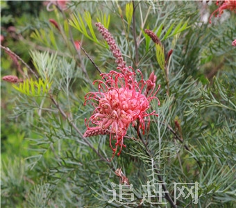 东山嘴祭坛为**AAA级旅游景区，位于兴隆庄章京营子村大凌河西岸东山嘴后梁顶部高出大凌河水面50米，西距喀左县城3.5公里。