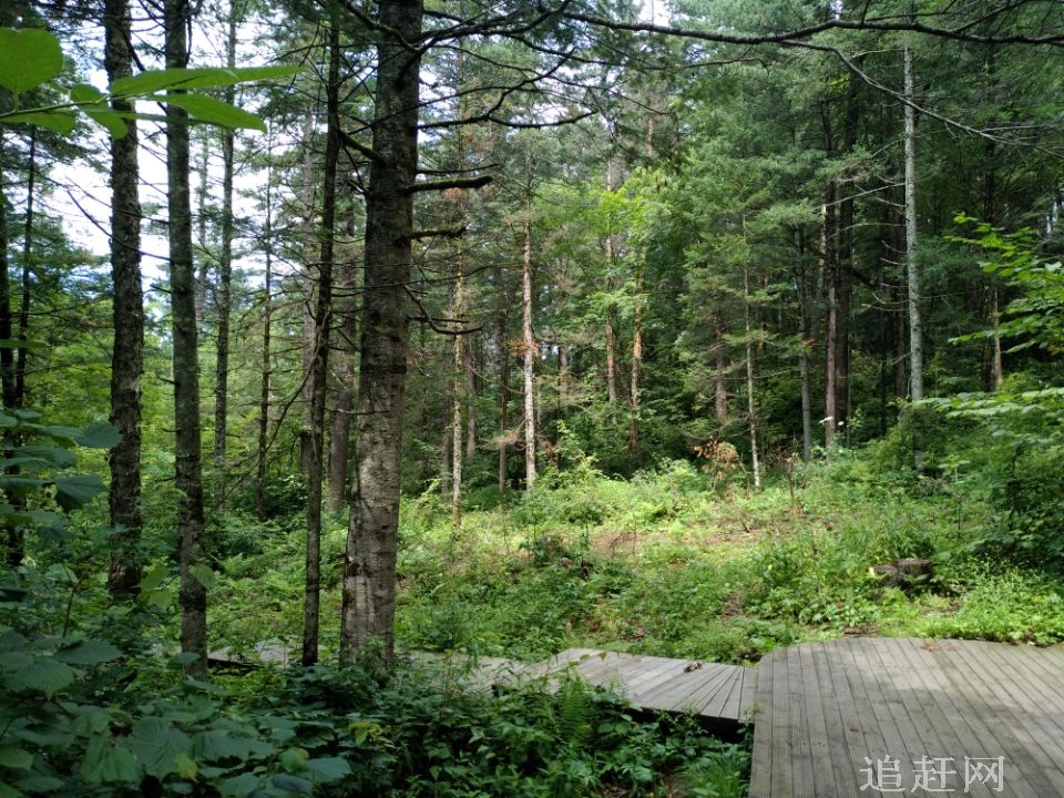  东北一绝——柏山，地处建昌东北部的谷杖子乡境内，柏山峰峦叠嶂，松柏常青，万木丛中柏树占88万株，是东北柏树**多**集中的地方。