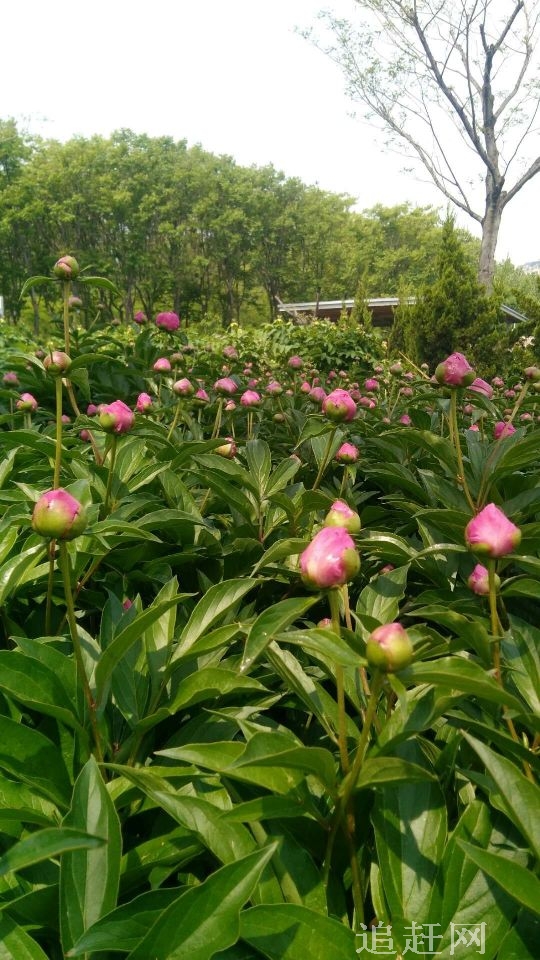 特色:登山游：享受天然森林氧吧； 茶园：亲自来我国**北方的生态茶园采摘、品茶、赏茶艺； CS拓展：圆您一把**旅梦！