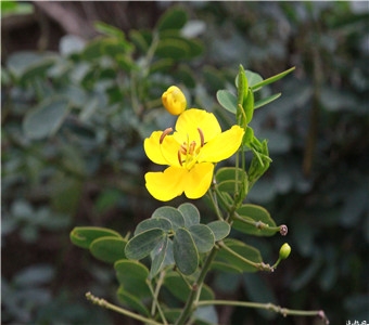 阳信县鸭梨种植历史悠久，据记载始于唐末宋初，距今约有1300多年的历史。旅游区梨园是阳信鸭梨种植核心区，梨文化集中展示区。