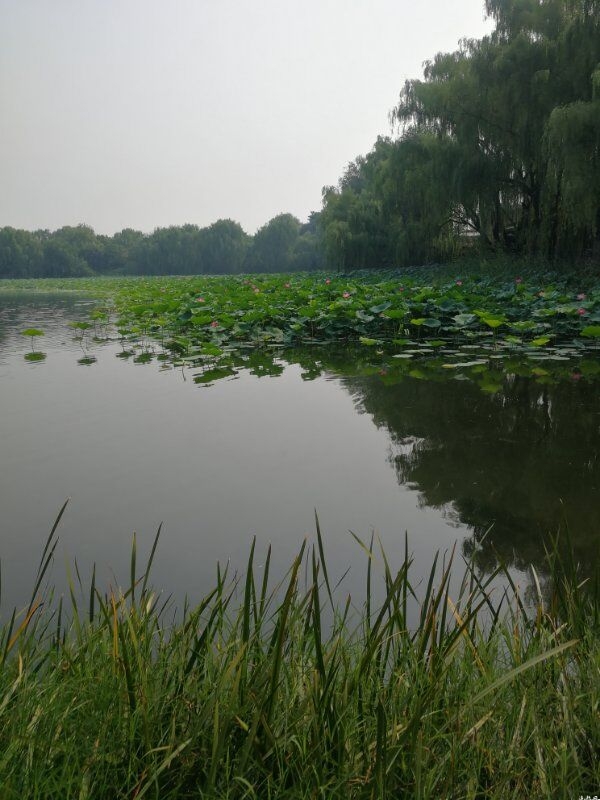 龙湾**森林公园位于吉林省辉南县东南部，属长白山系龙岗山脉。占地面积8102公顷，其中：森林面积6780公顷，水域面积227公顷，其它面积为1095公顷。