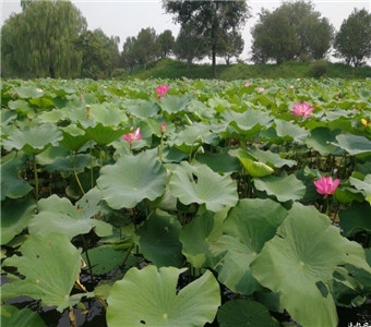 辽源凤鸣湖**湿地公园位于辽源市中心城区西北部，毗邻中心城区。地理坐标为东经125°04′—125°08′，北纬45°55′—42°57′。