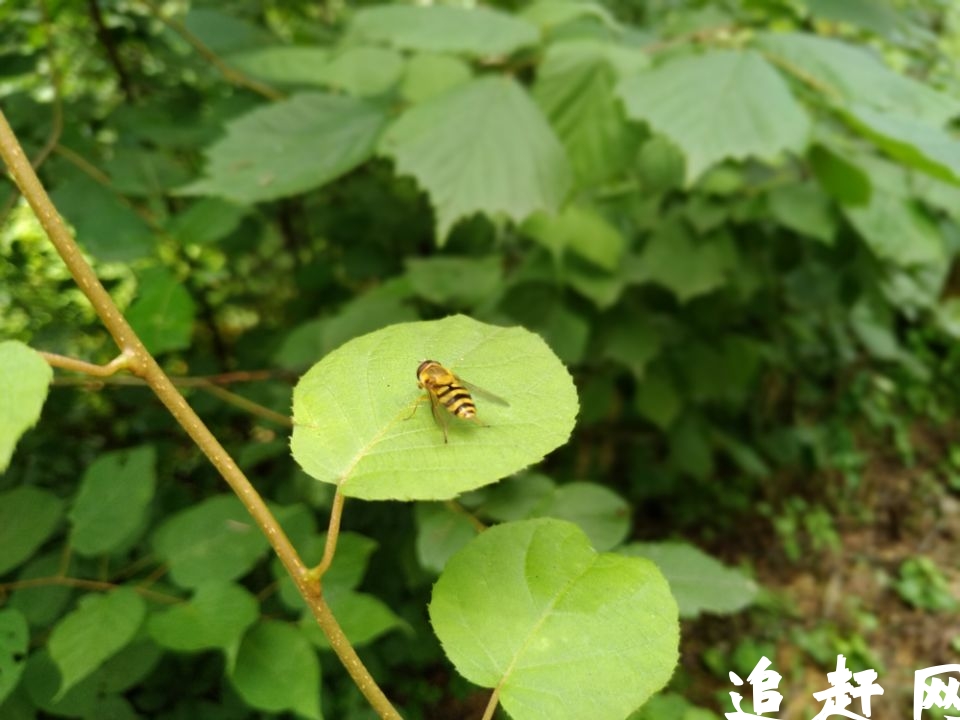 吕四镇是一座名副其实的濒临南黄海的港口大镇，吕四渔港与吕四镇已经连为一体。从镇中心乘车到海滨的渔港港区大洋港只不过几分钟的路程。