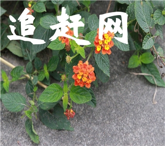 桃花岛生态农业观光园于2008年6月份组建成立。位于兴化市区南9公里，在临城镇高效农业示范区内，兴泰大道东侧，主出入口与兴泰大道连接一体。