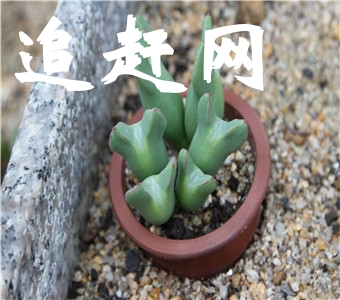 东莞梦幻百花洲