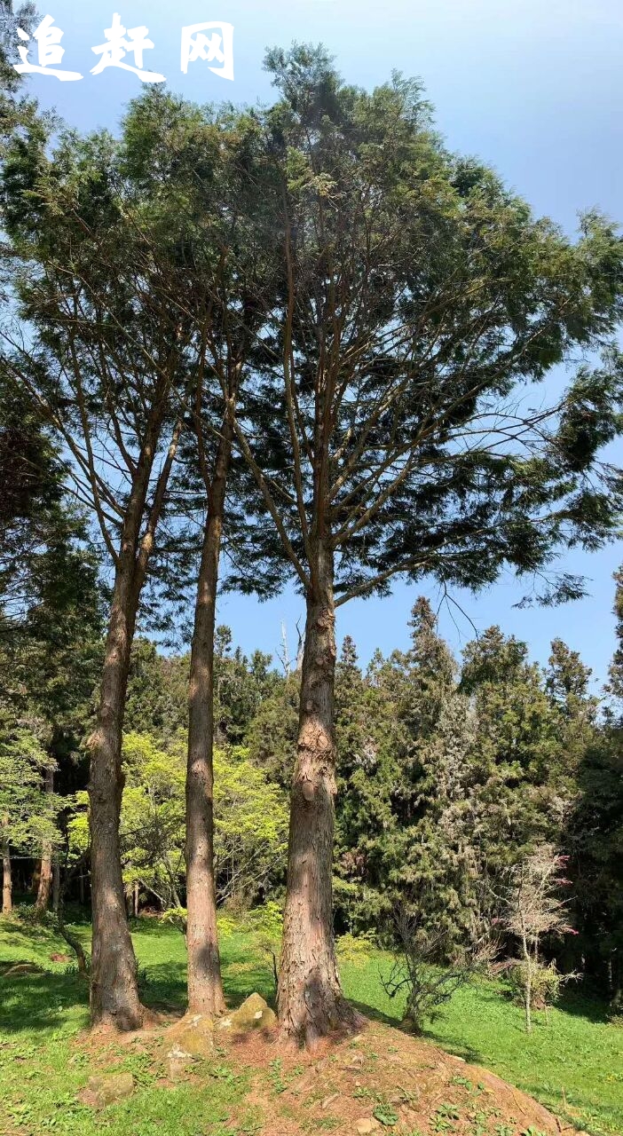 圣安寺，是岳阳一座有着悠久历史的寺院。始建于唐初（公元716年－760年间），**初为高僧无姓大和尚所住，宰相杨炎常来往于圣安寺。