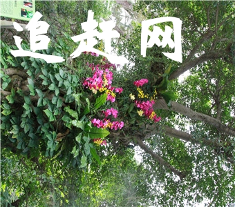 茶花溪座落于大乘山与祖师岭景区之间，同大乘山景区一脉相连。那里的瀑布又多又美，令人叹为观止，遐思涌动。