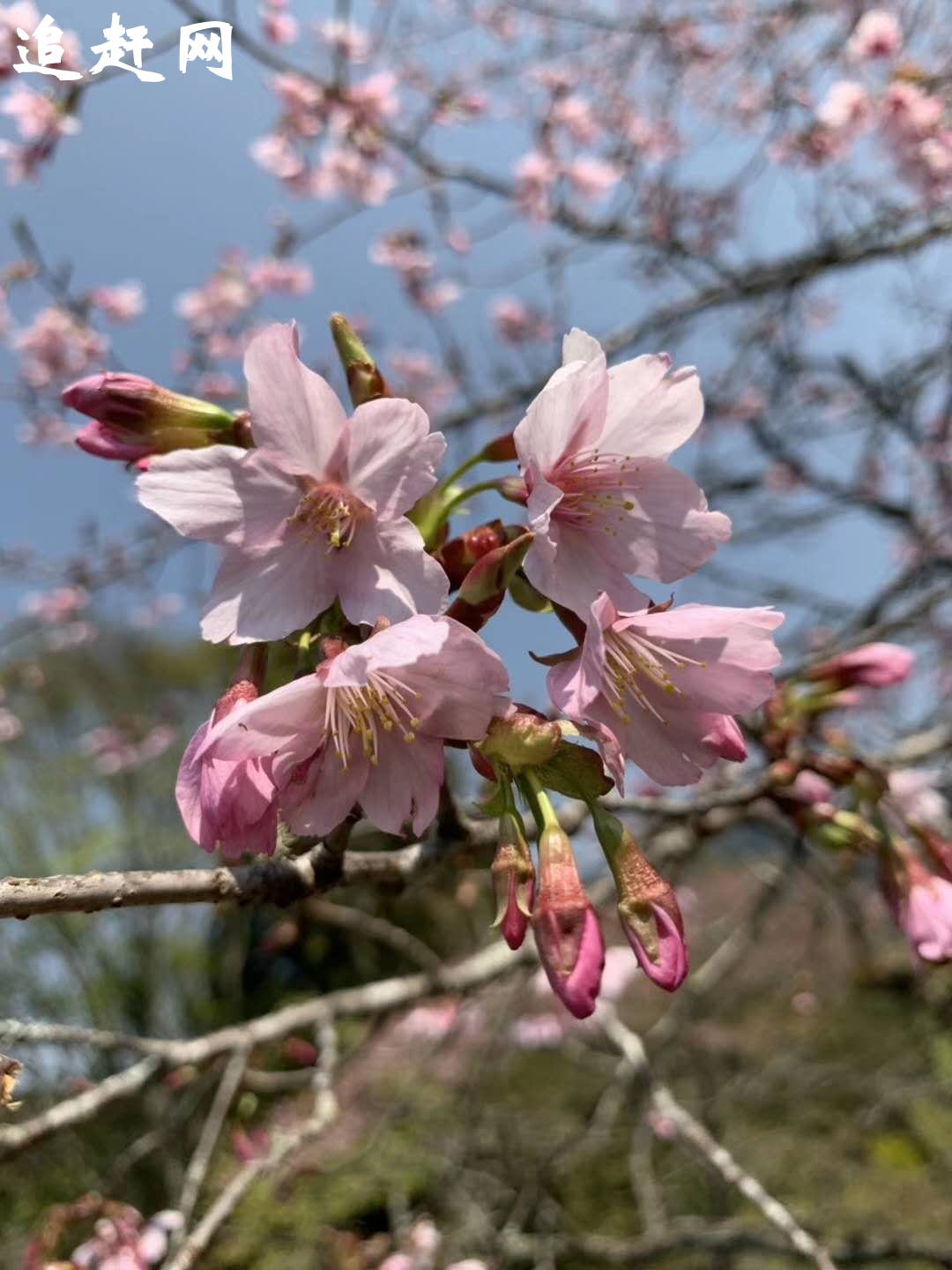 三清山又名少华山，位于上饶市玉山县与德兴县的交界处，**地质公园，**自然遗产，这些头衔让越来越多的人知道她的存在。