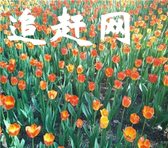 桃花洞在分宜县城北九十里地的操场乡上松村的一个山岗上。洞口比严嵩洞小些，高约四、五米，宽六、七米。洞内宽广开阔，不亚严嵩洞。