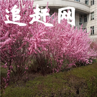 “龙茶花海”(当地人又称“茶花山”)是继“宜宾酒海”“蜀南竹海”“兴文石海”后的蜀南第四海。“龙茶花海”的打造成功标志着珙县人民拥有了自己的旅游景点。