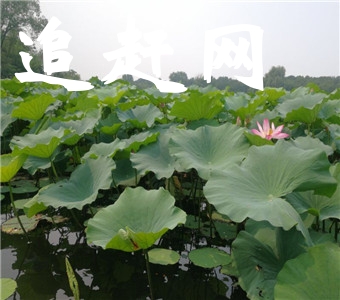 川南古县城——青神县，是苏东坡求学之所，亦是其初恋成家之处，与三苏古祠、乐山大佛，峨眉圣山毗邻，物华天宝，人杰地灵，风景秀美，江湾神木园就坐落于此。