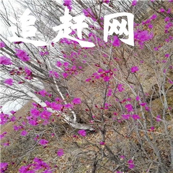 踏入丽江坝子，出大研古城，往白沙继续北行，玉龙雪山就横峙在前方。终年积雪的山峰由北向南排列成十三个高峰，在蔚蓝的天幕衬托下，宛如玉龙凌空飞舞。