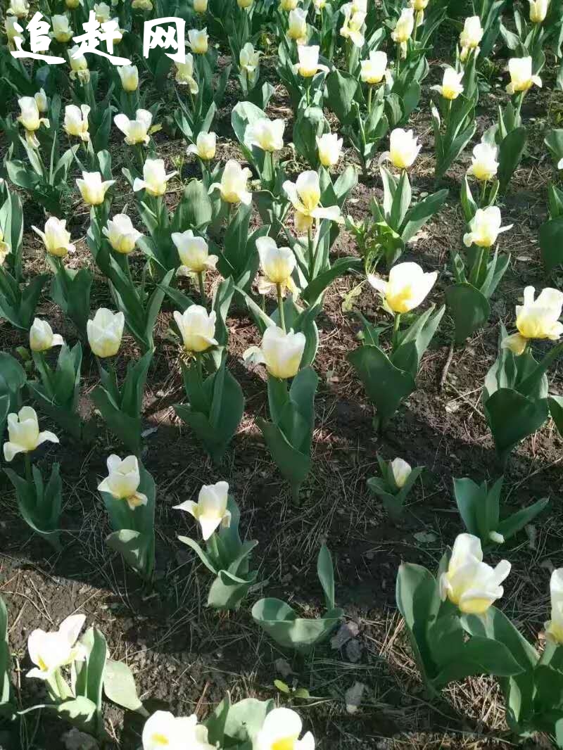 毕节大方古彝文化产业园——慕俄格古城是**AAAA级旅游景区，地处大方县城东北郊，总占地4.5平方公里。