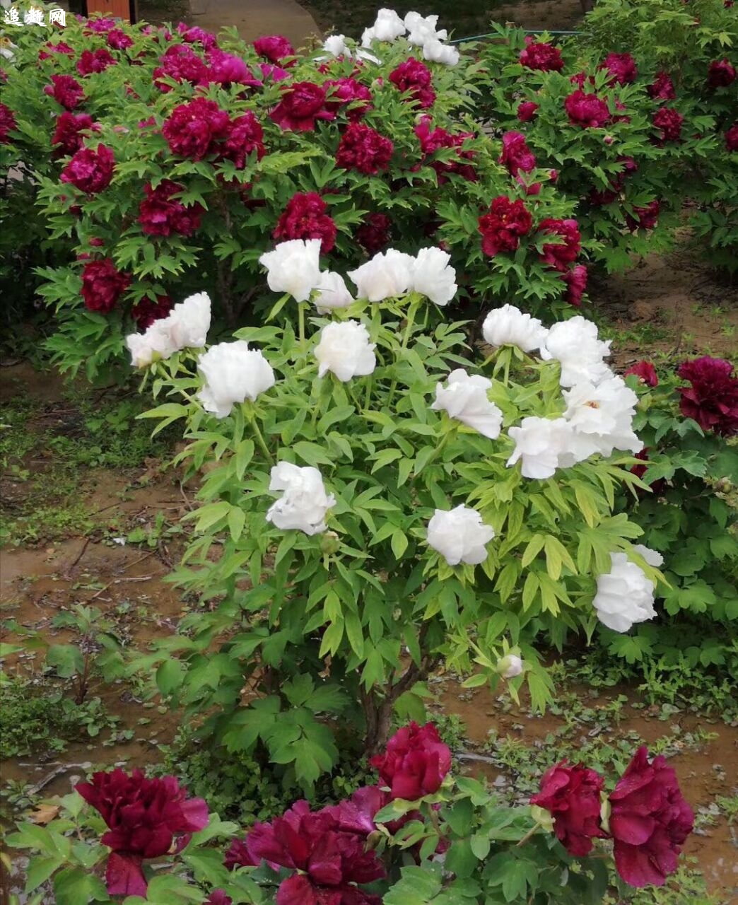 沂蒙红色影视（党性教育）基地位于马牧池乡常山村，由山东沂蒙红色影视基地旅游开发公司投资开发，聘请山东省旅游规划设计院规划设计。