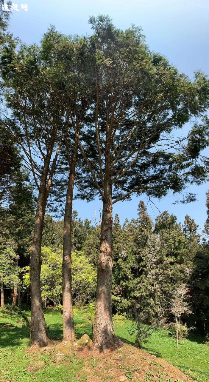 内蒙古乌海龙游湾**湿地公园位于海勃湾区西北角，东临桌子山，西靠黄河，因黄河水侧渗形成。