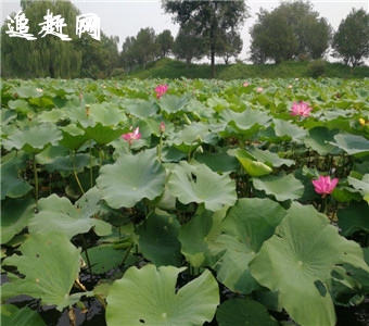 李林烈士陵园，前身为平鲁县烈士陵园，位于平鲁区井坪镇。1987年，该园被山西省政府正式批准为“省级重点烈士纪念建筑物保护单位.