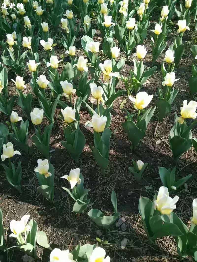 最大的陶瓷批发市场在哪?