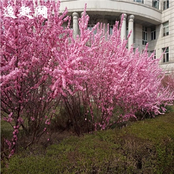 中卫哪有烤肉拌饭培训零基础手把手教学,学正规烤肉拌饭技术培训。中卫烤肉拌饭技术培训班,中卫烤肉拌饭技术培训班烤肉拌饭作为新兴的餐饮投资项目,一直都是创业者优佳选择的热门。