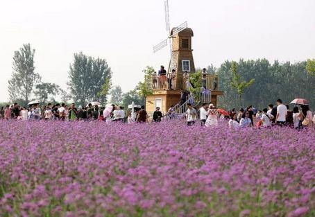 双楼花海项目主体园区占地100多亩，兼备休闲游乐和婚纱摄影外景基地功能，吸引了周边地区市民前去观光游览。