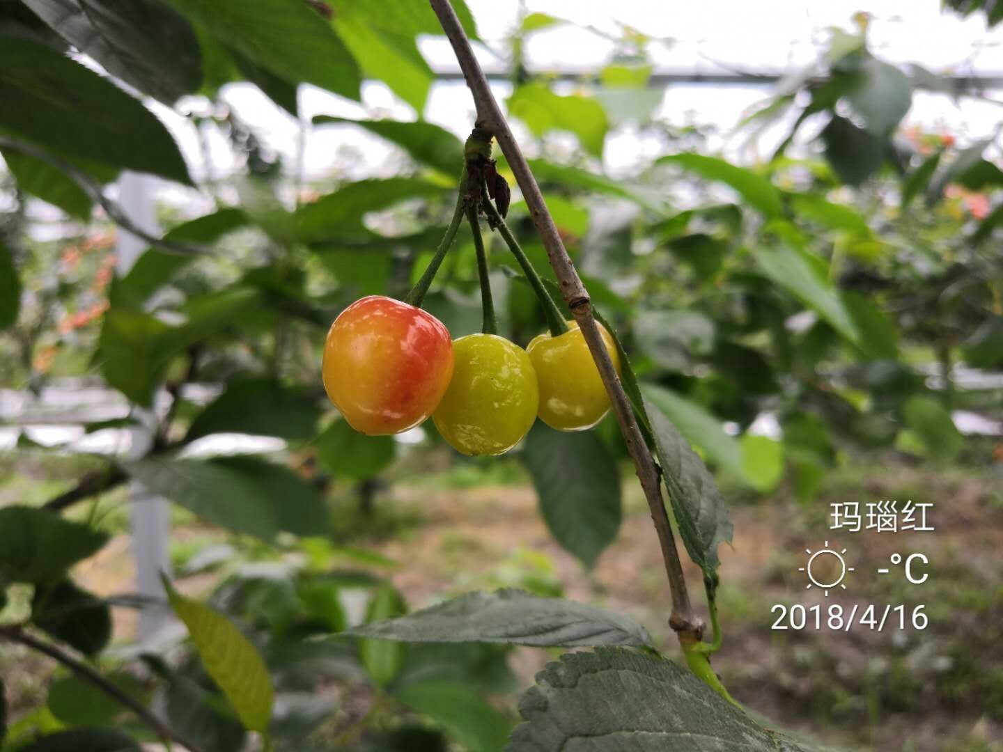 兴化市猕梦园花木种植场