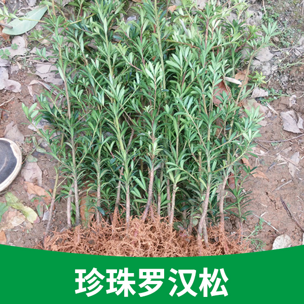 横县钿钿白兰花种植场