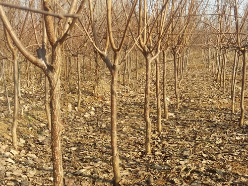 泰安开发区鑫君园艺场