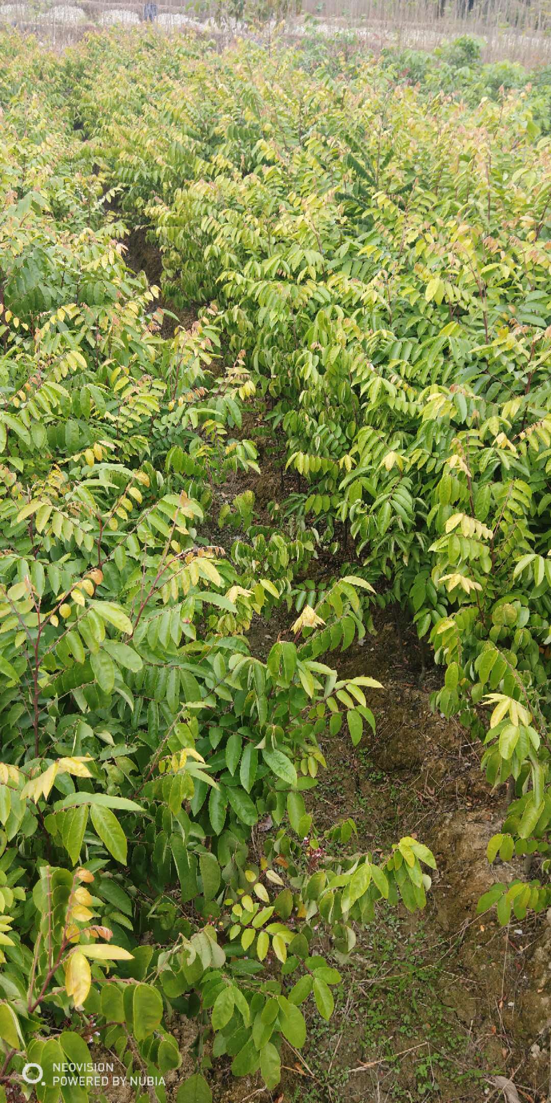 合胜果苗基地