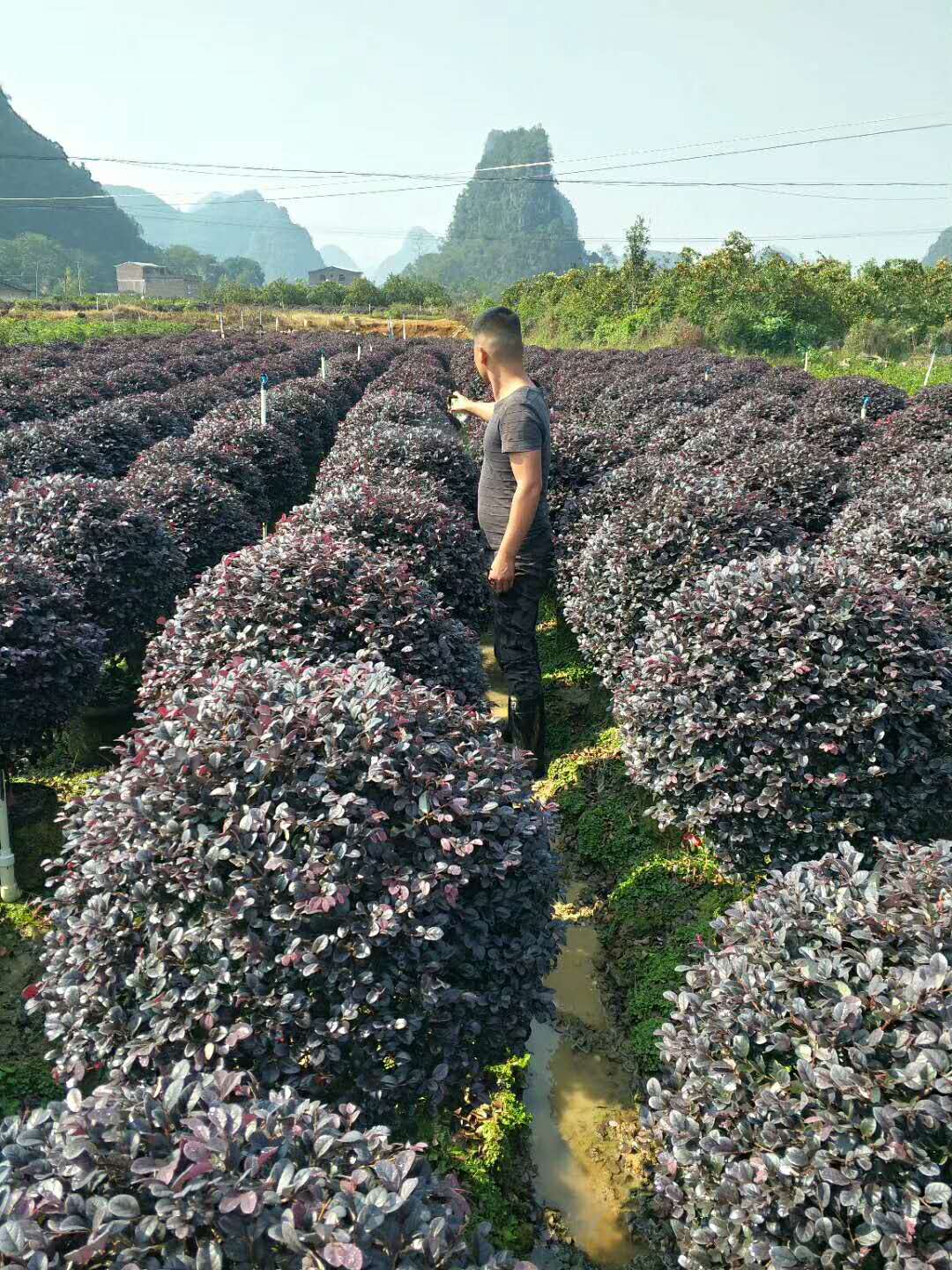 广西桂林石山隘苗木场