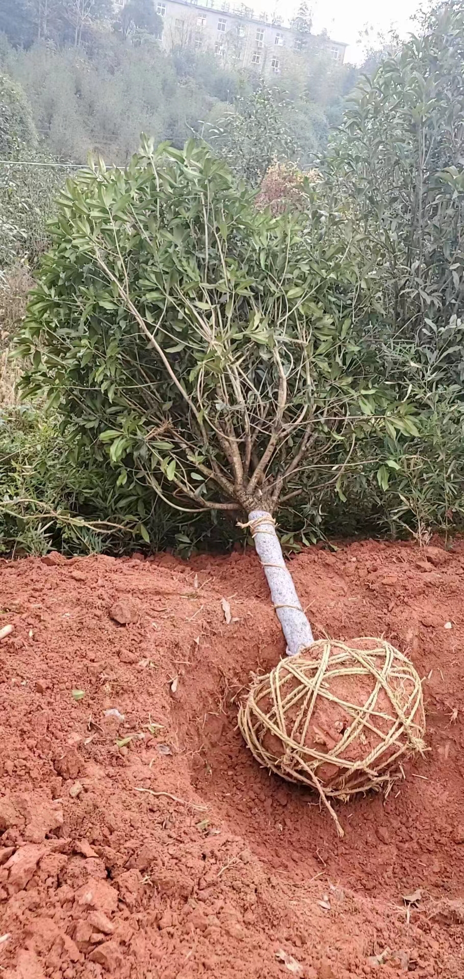 浦城县和顺绿化苗木种植基地