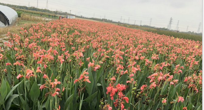 杭州萧山致力花卉经营部