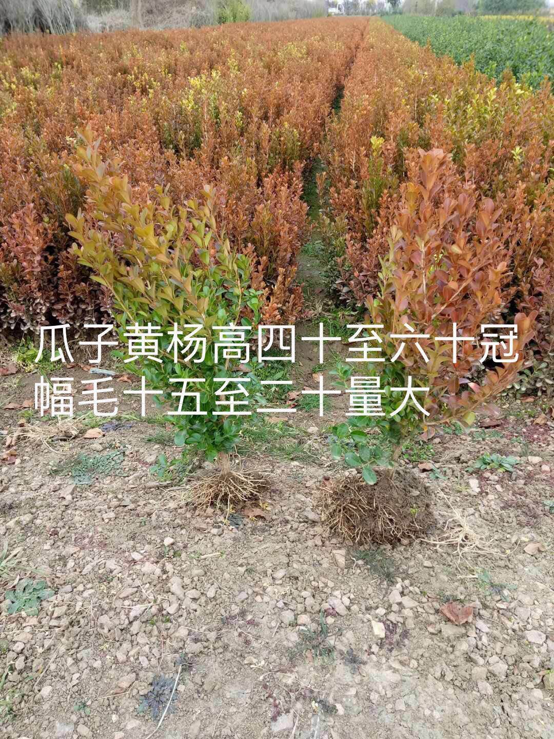 江苏康庆园林梅花基地