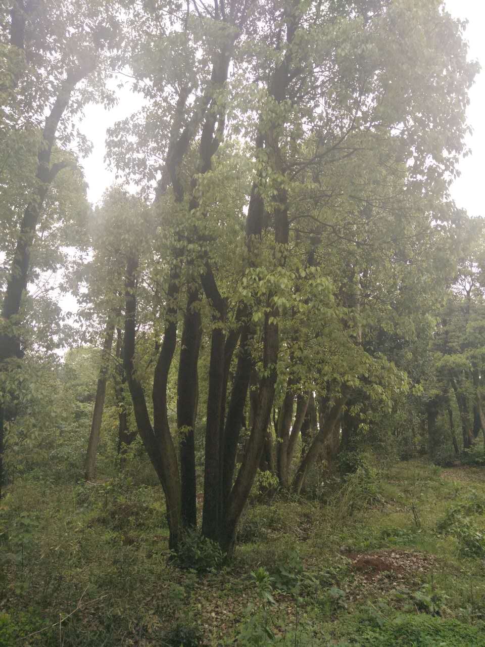 益阳正大园林