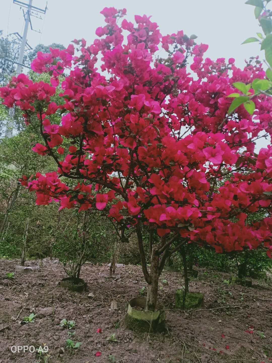 宜宾梅庭苗木种植有限公司