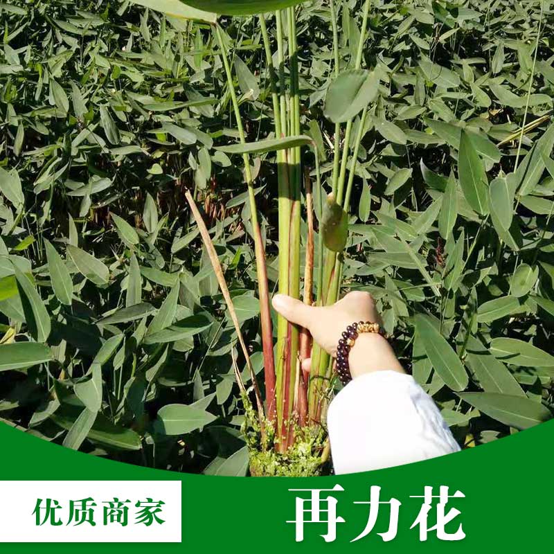 梧州市群锋水生植物有限公司