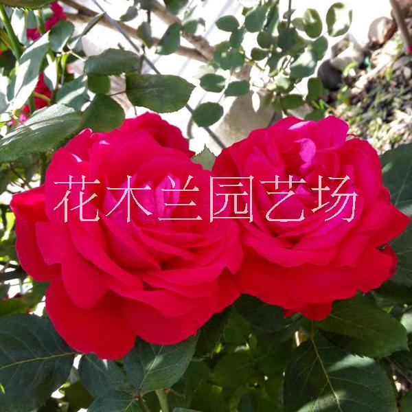 花木兰园艺场