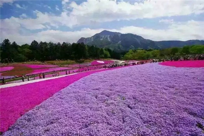 青州市皓旭花卉园艺场