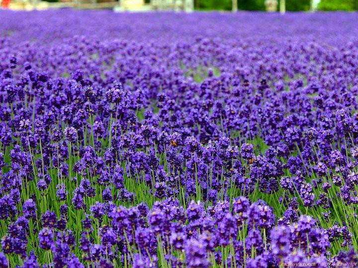 青州市花缘花卉苗木基地