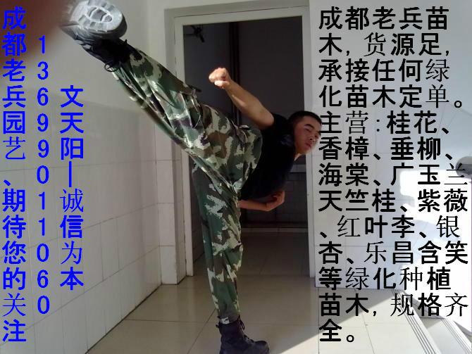 成都老兵园艺