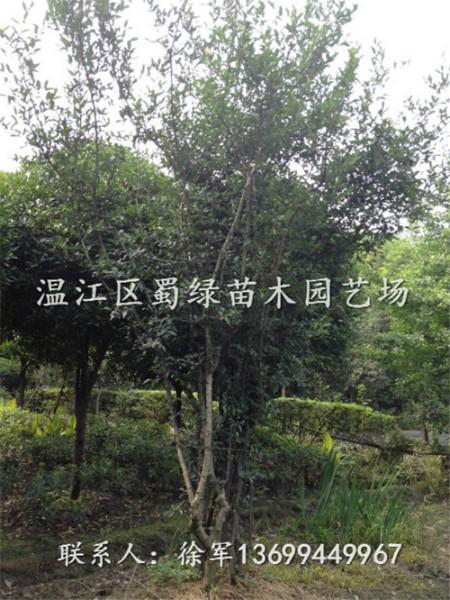 四川桂花种植户直销网(四川高杆桂花)