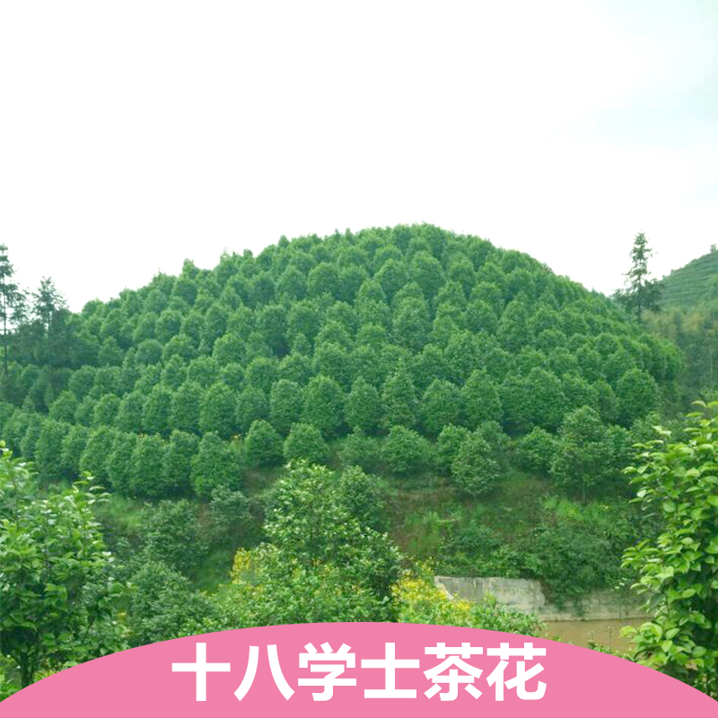 四川宜宾吉鸿茶花基地